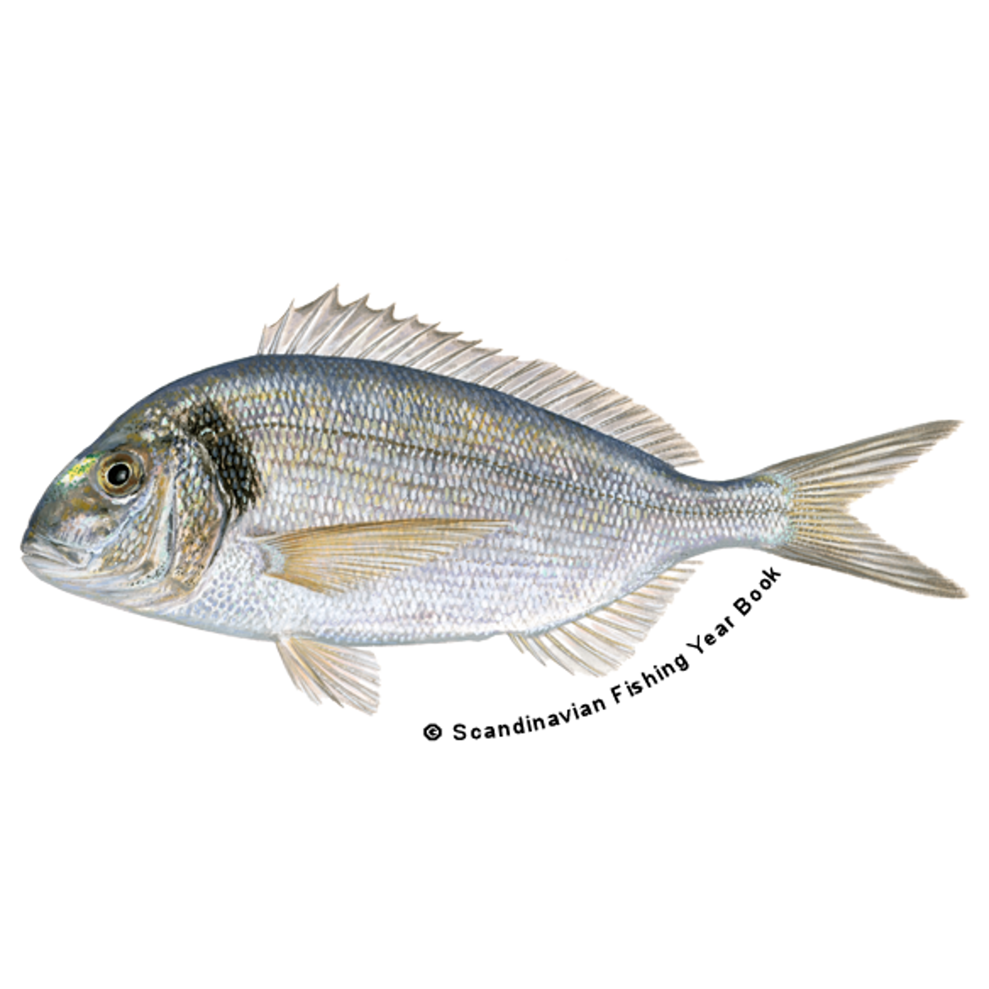 Findus