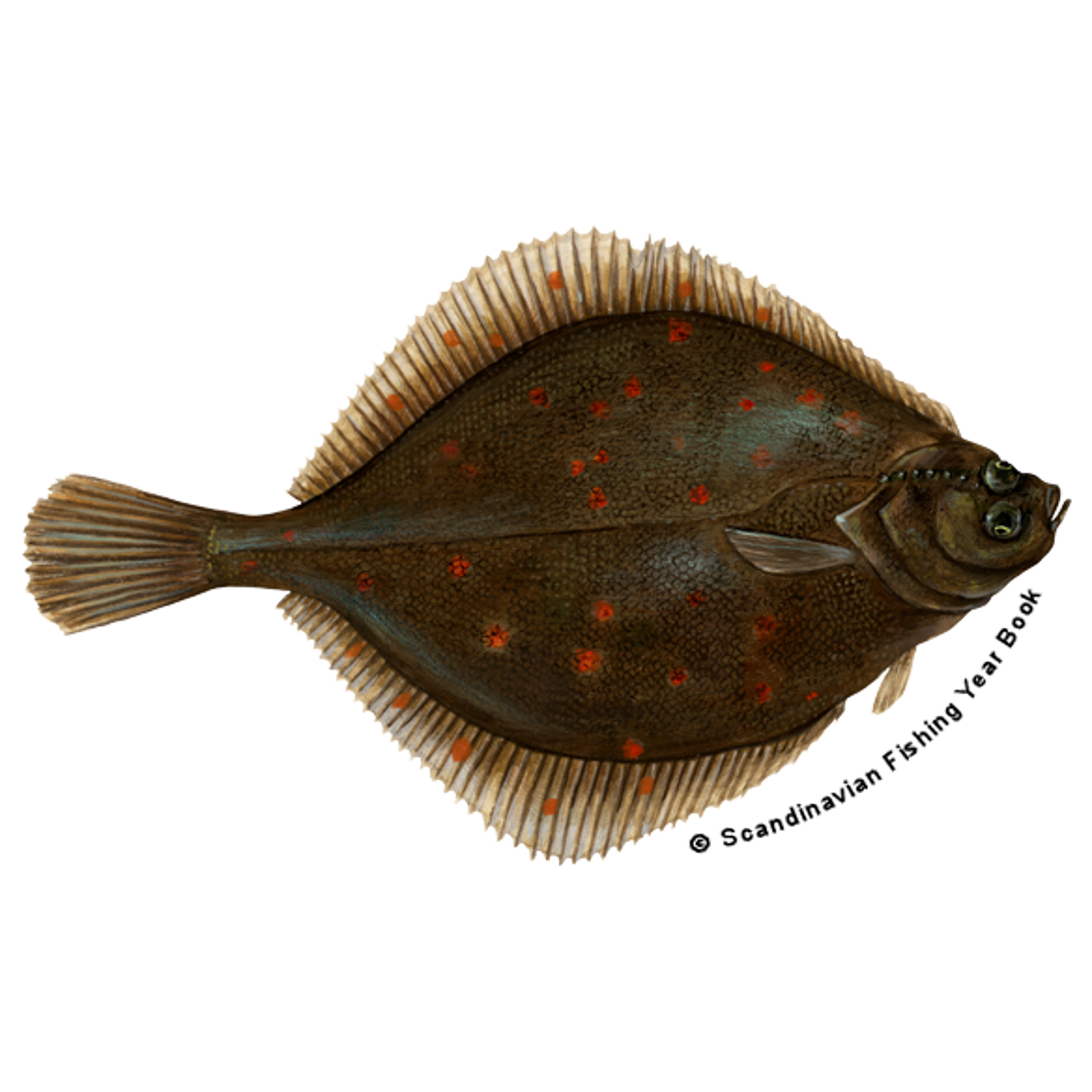 Findus