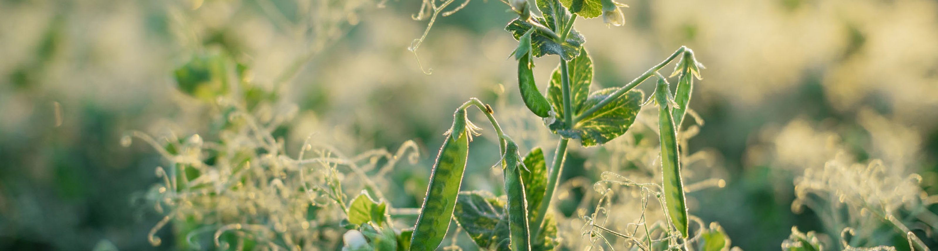 Header_Pflanzenprotein.jpg