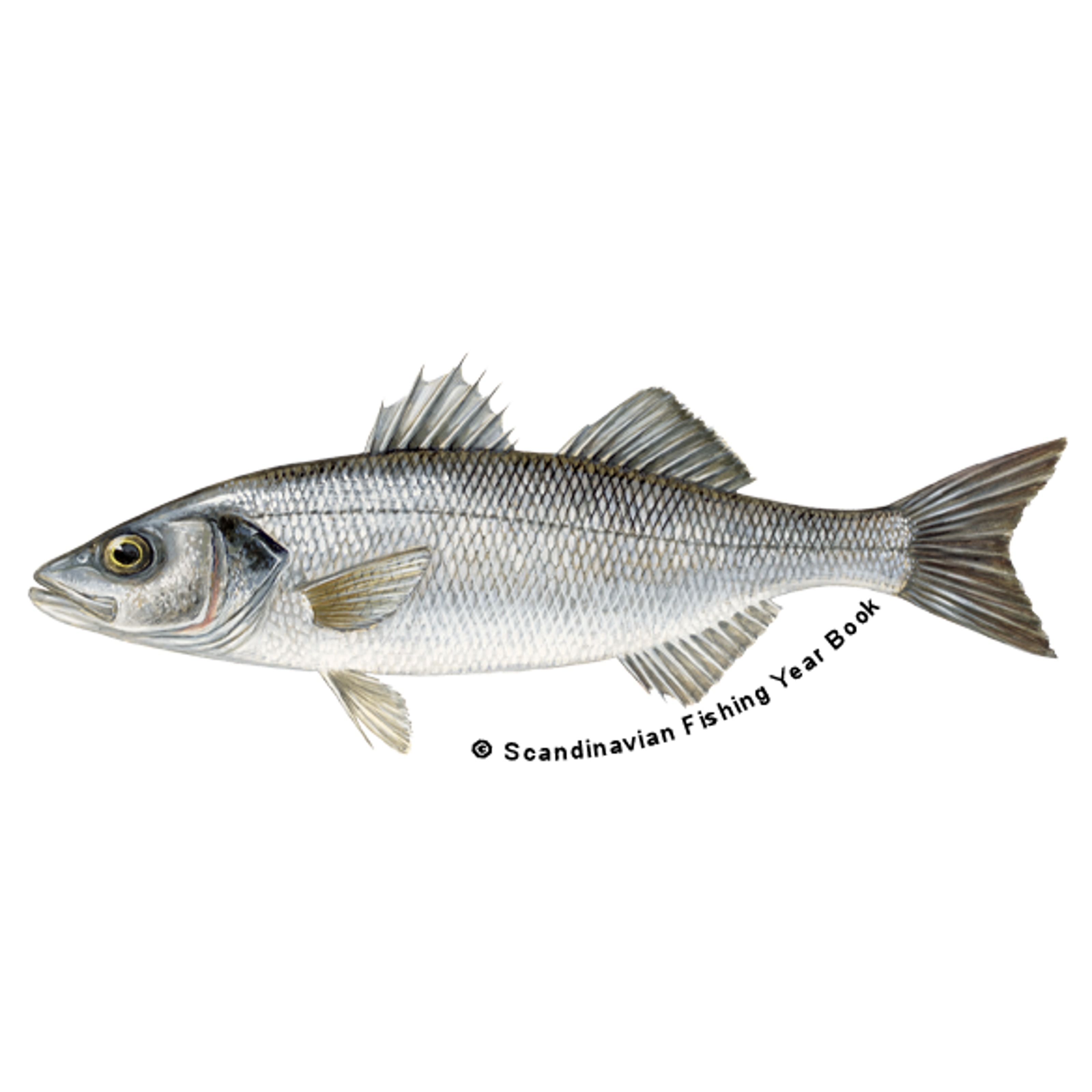 Findus