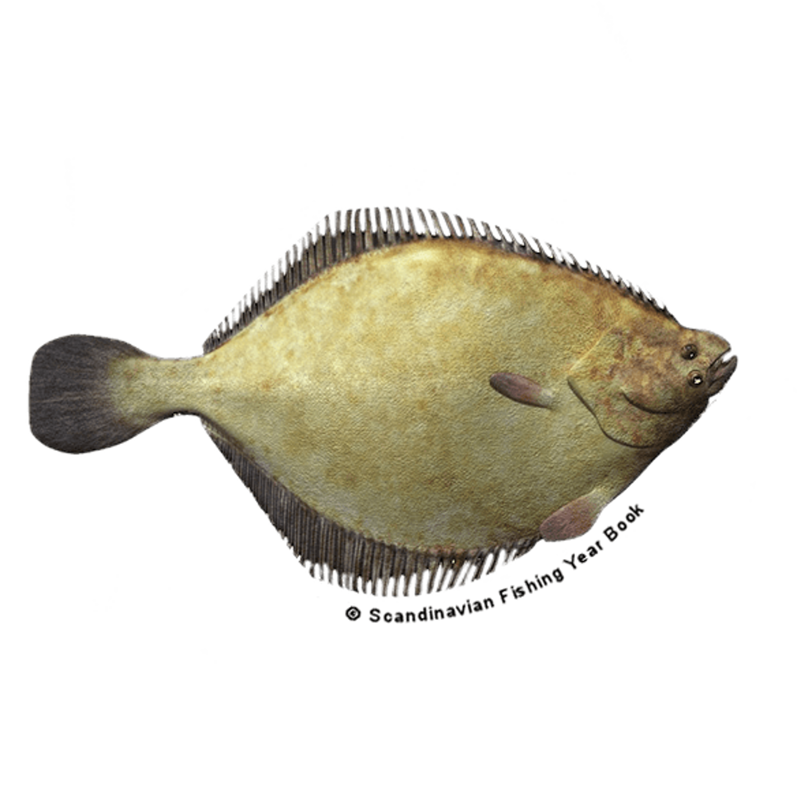 Findus